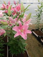 [4294 Apogee VH No01.JPG]